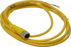 Brad Harrison - 4 Amp, M12 Female Straight to Pigtail Cordset Sensor and Receptacle - 250 VAC/VDC, 2m Cable Length, IP67 Ingress Rating - All Tool & Supply